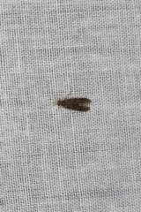 Ecnomidae