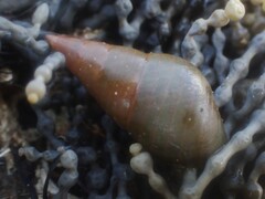 Phasianotrochus eximius