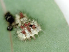 Opodiphthera eucalypti