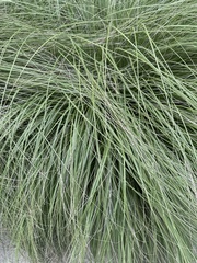 Muhlenbergia rigens