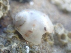 Eunaticina umbilicata