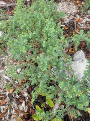 Euphorbia mesembryanthemifolia