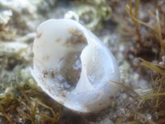 Eunaticina umbilicata