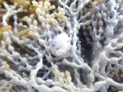 Eunaticina umbilicata