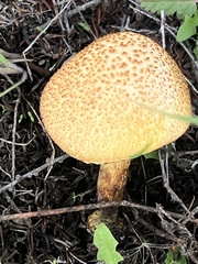 Gymnopilus thiersii