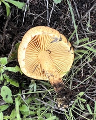 Gymnopilus thiersii