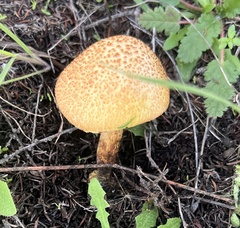 Gymnopilus thiersii
