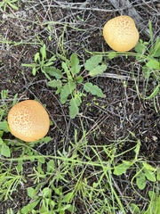 Gymnopilus thiersii