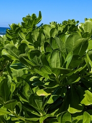Scaevola taccada