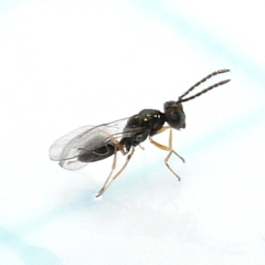 Pteromalidae