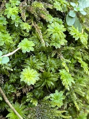 Rhodobryum