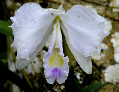 Cattleya trianae