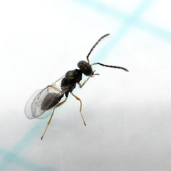Pteromalidae