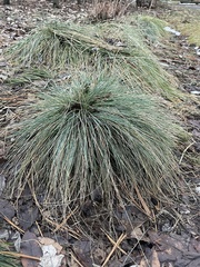 Helictotrichon sempervirens