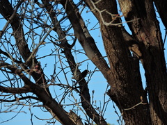 Setophaga coronata auduboni