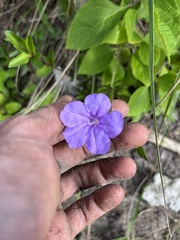 Ruellia caroliniensis