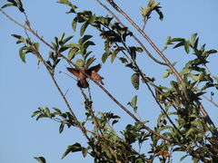 Columbina talpacoti