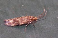 Hydroptilidae