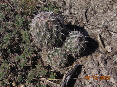 Coryphantha delicata