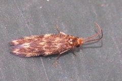 Hydroptilidae