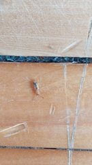 Cryptamorpha desjardinsi