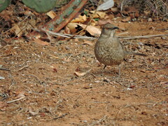 Toxostoma curvirostre