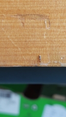 Cryptamorpha desjardinsi