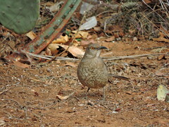 Toxostoma curvirostre