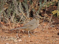 Toxostoma curvirostre