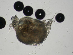 Thersitina gasterostei
