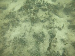 Sphoeroides spengleri