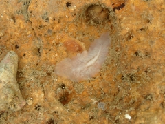 Diposthidae