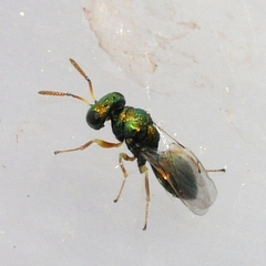 Halticoptera