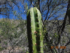Myrtillocactus geometrizans
