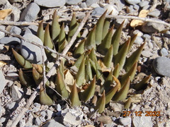 Ariocarpus trigonus