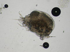 Thersitina gasterostei