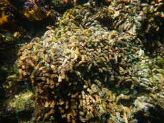 Isaurus tuberculatus