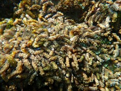 Isaurus tuberculatus