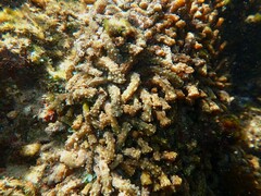 Isaurus tuberculatus