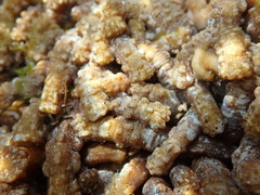 Isaurus tuberculatus