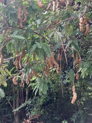 Tamarindus indica