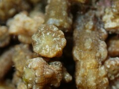 Isaurus tuberculatus