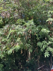 Tamarindus indica