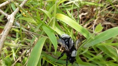 Bombus funebris