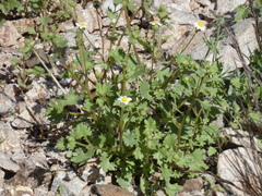 Perityle emoryi