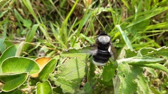 Bombus funebris