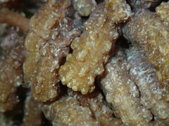 Isaurus tuberculatus