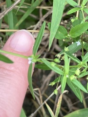 Oldenlandia corymbosa