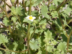 Perityle emoryi
