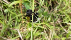 Bombus funebris